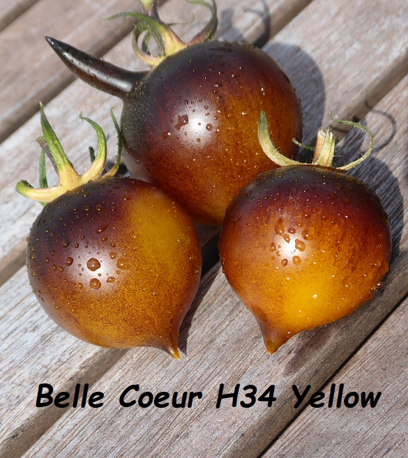 Belle Coeur H34 Yellow
