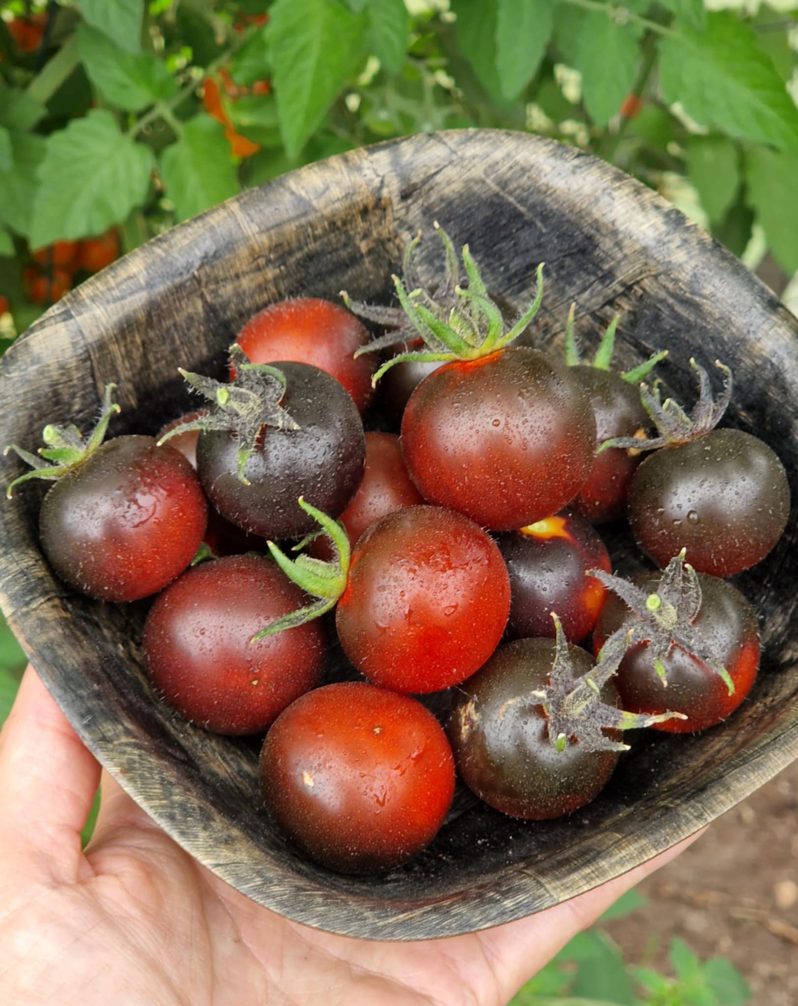 Helsing Junction Blues