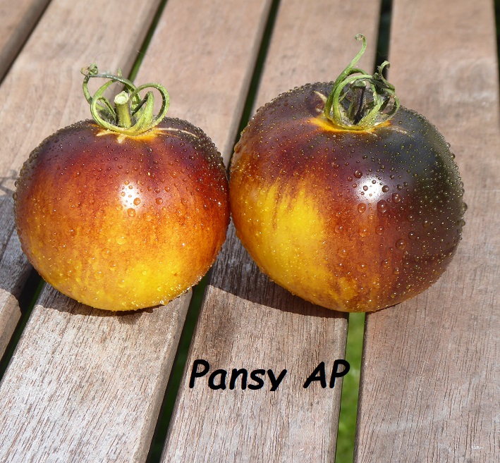 Pansy Ap