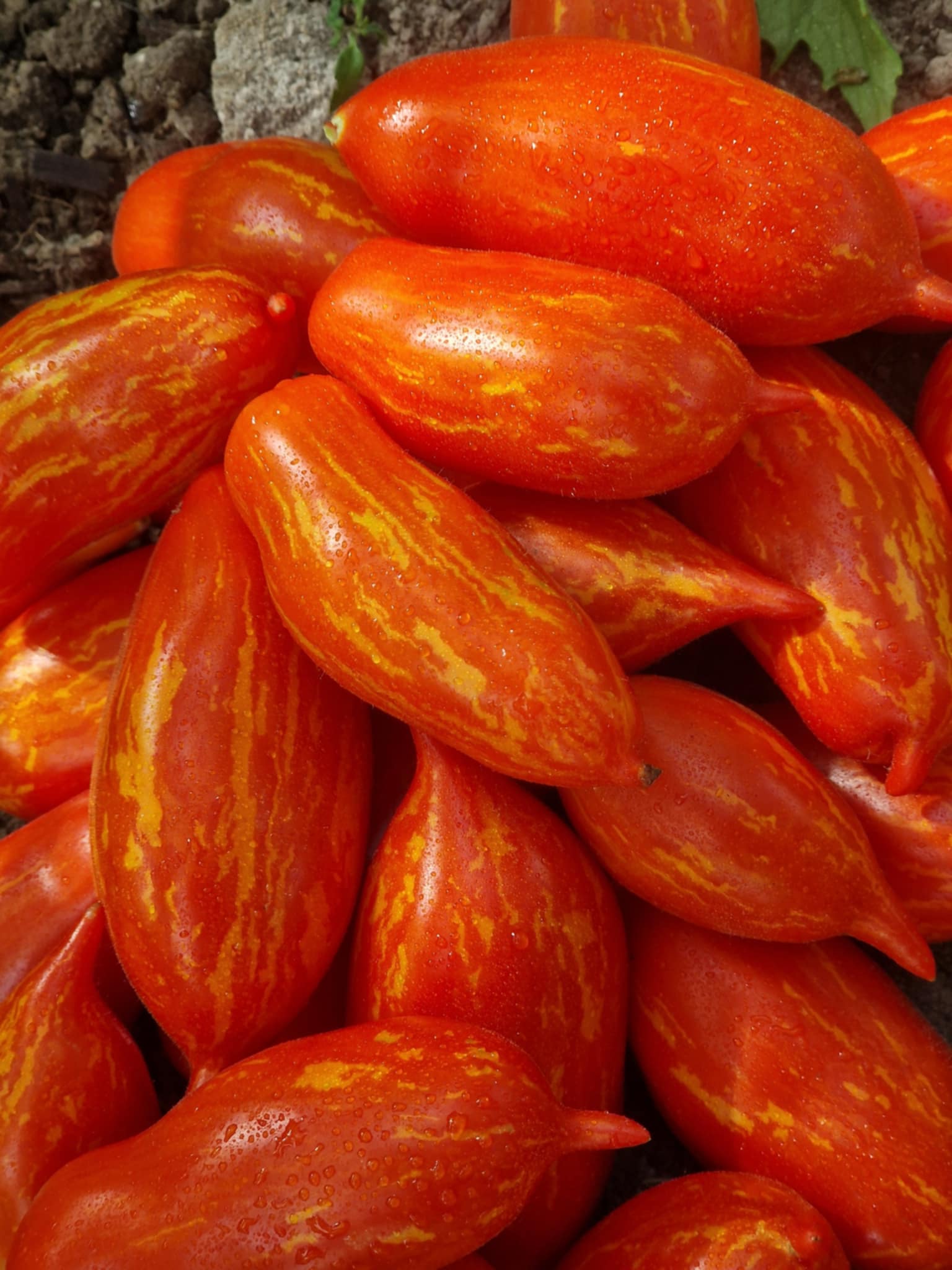 Boxer Rebellion – Dwarf