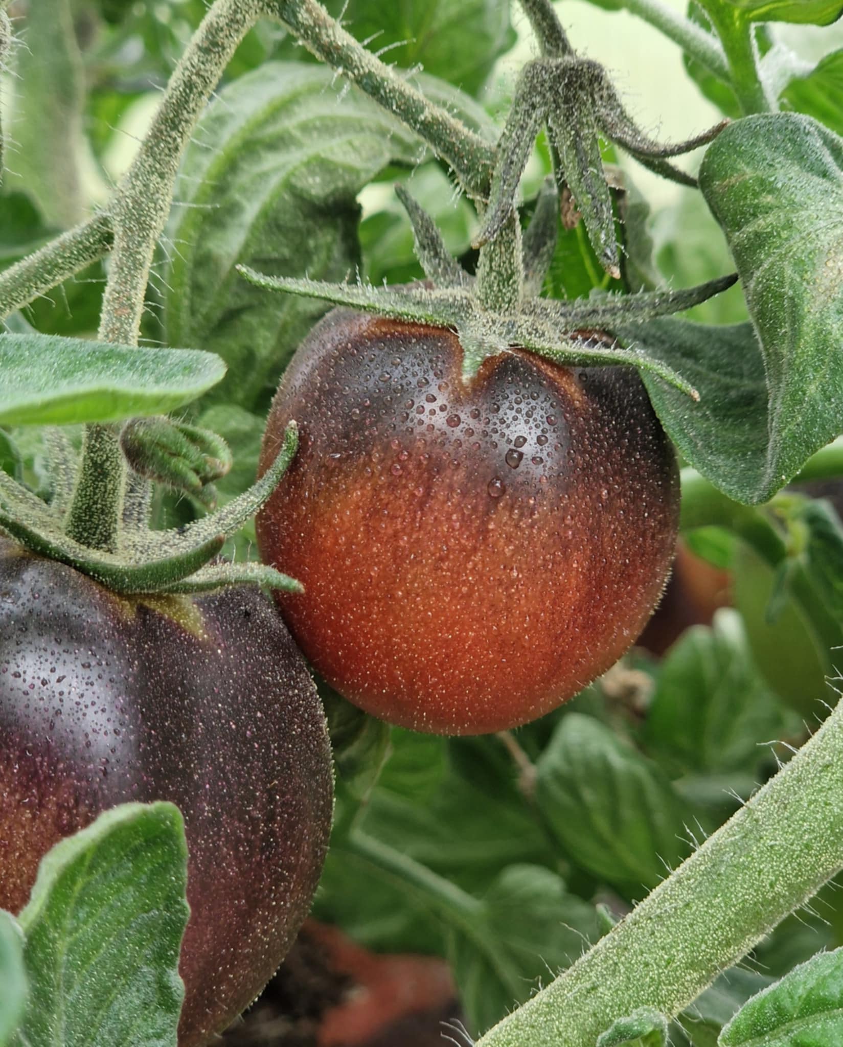 Dwarf Antho La Bomba