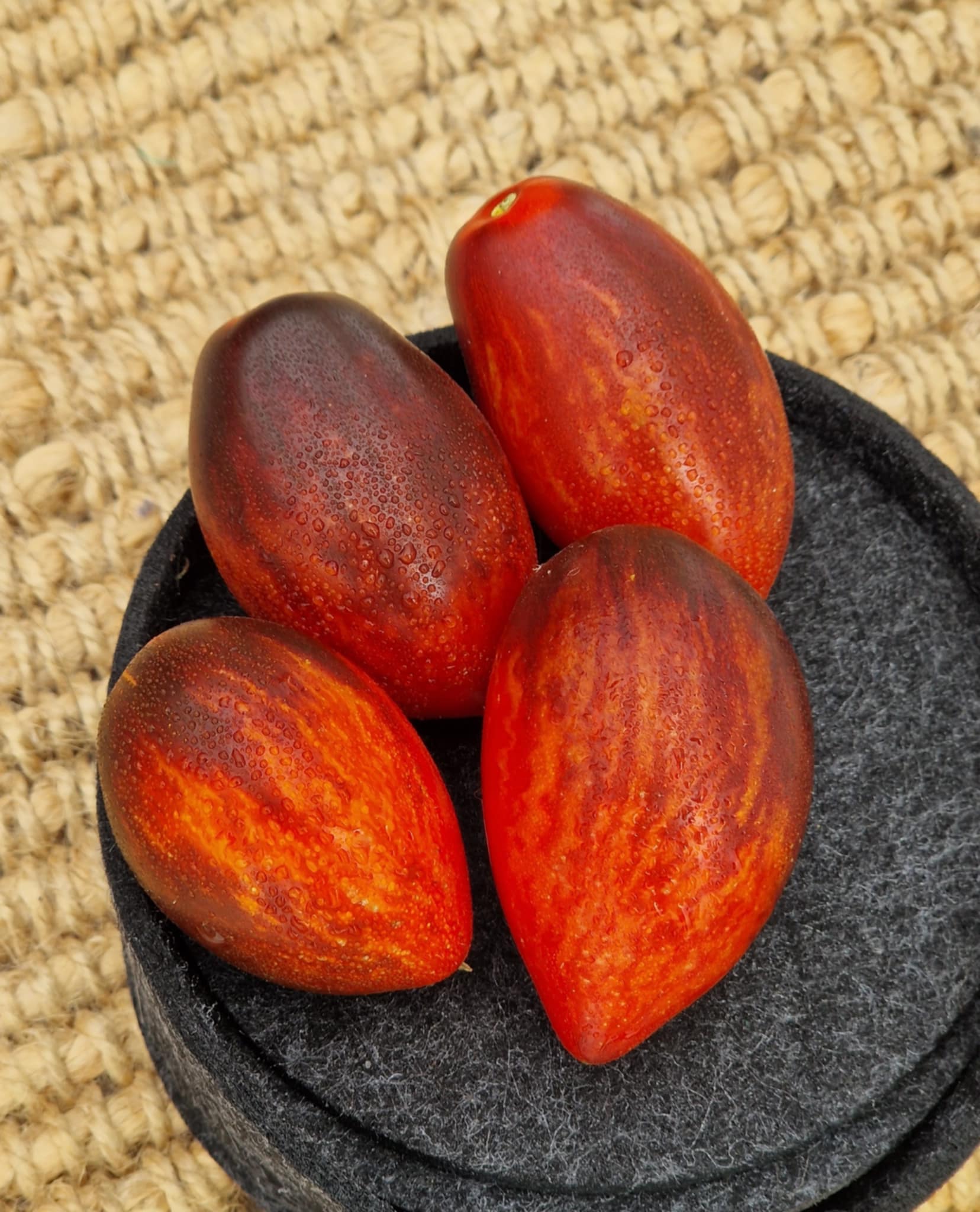 Dwarf Chef Raul Bocuse