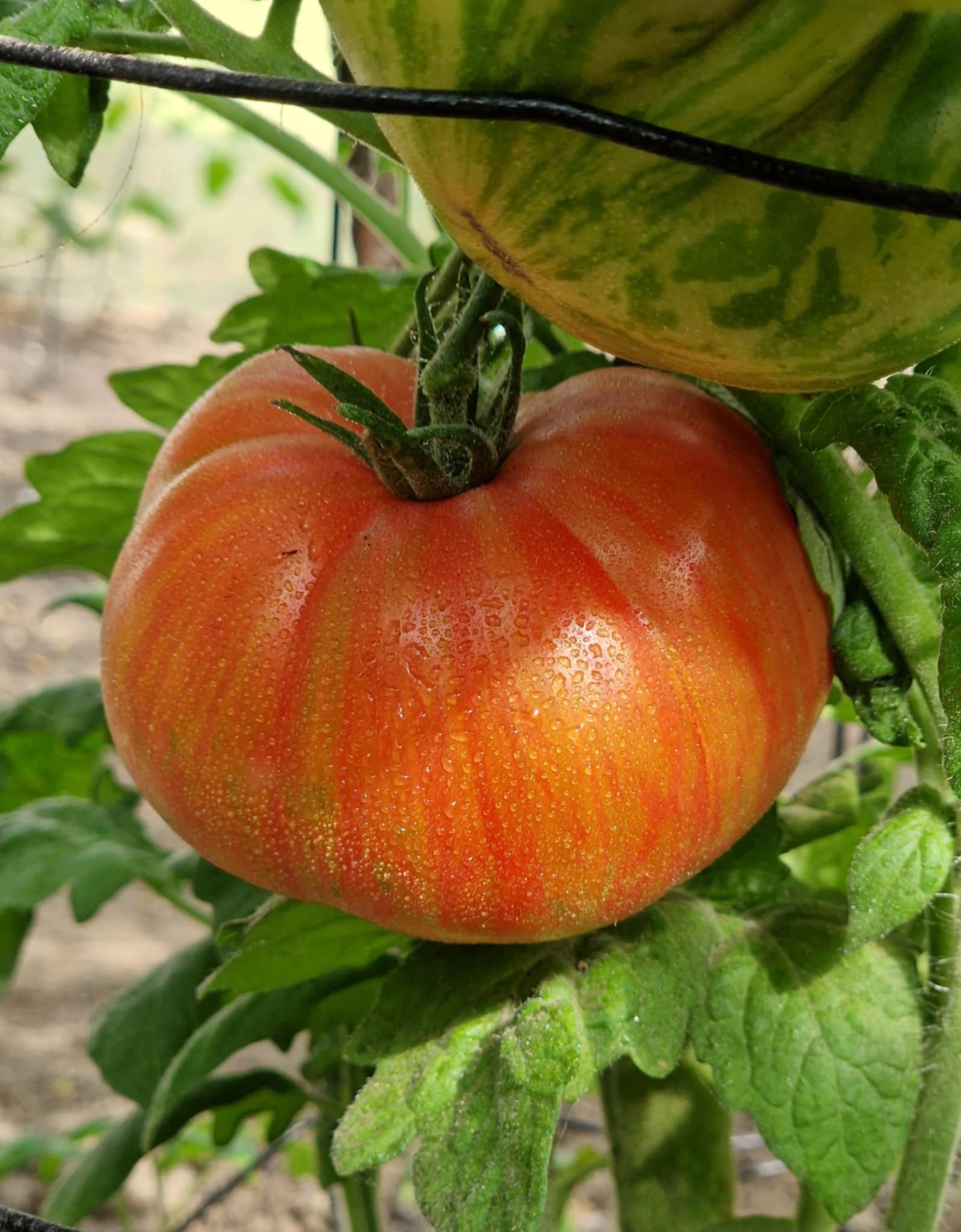 Dwarf Firebird Sweet