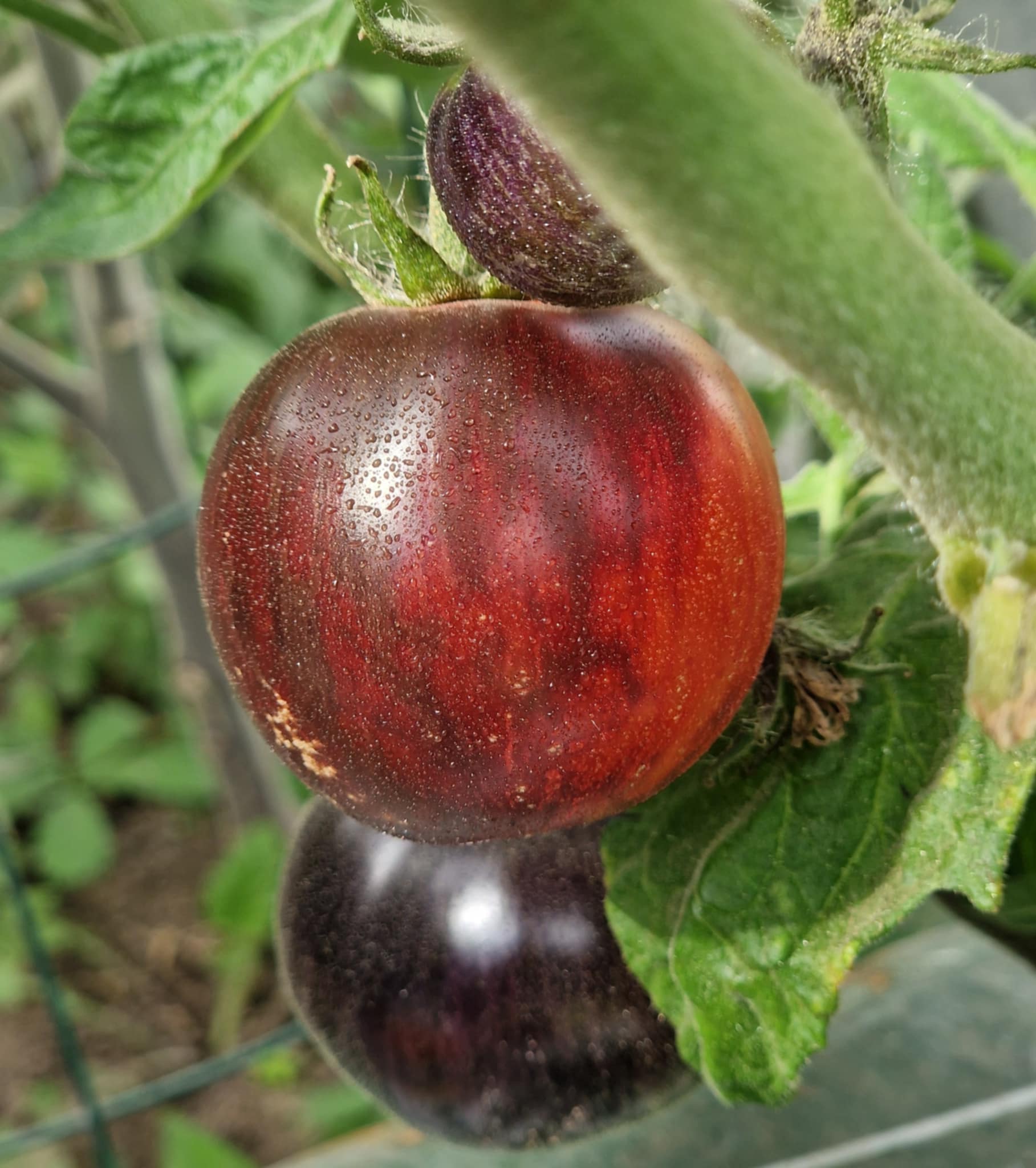 Gondwana Lightning – Dwarf