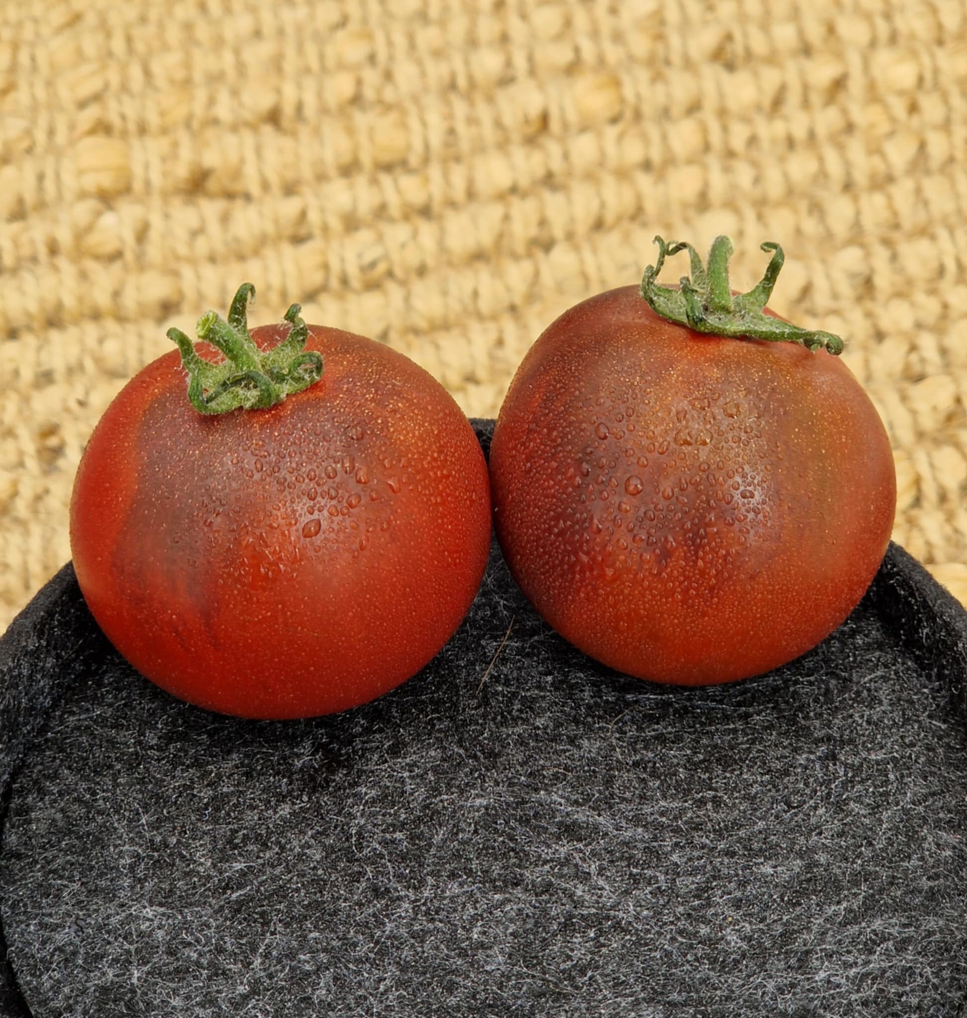 Gondwana Thunder – Dwarf