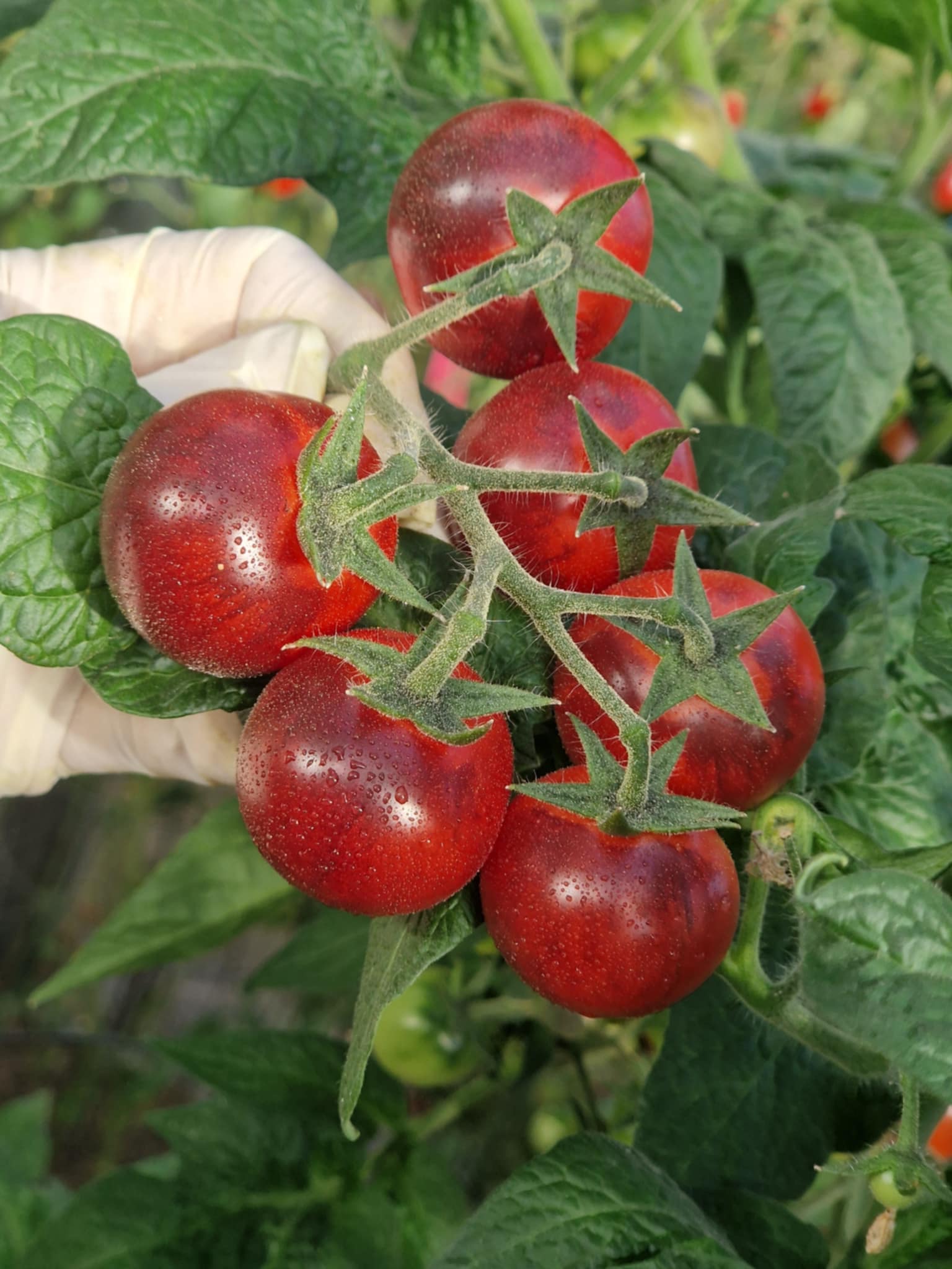 Dwarf Little Red Corvette