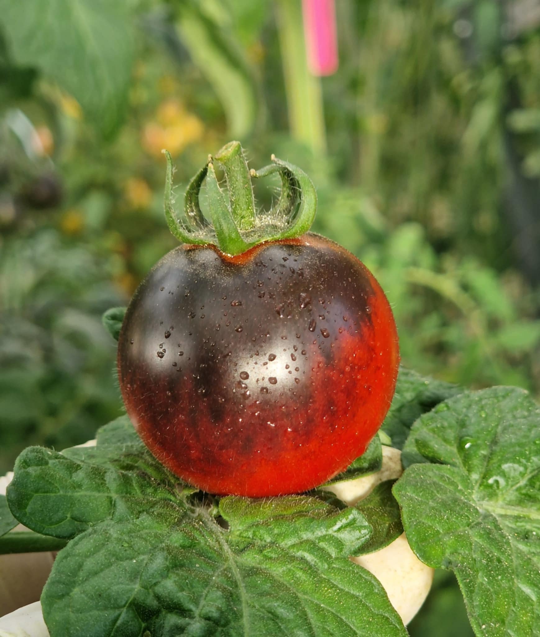 Dwarf Mocha’s Cherry