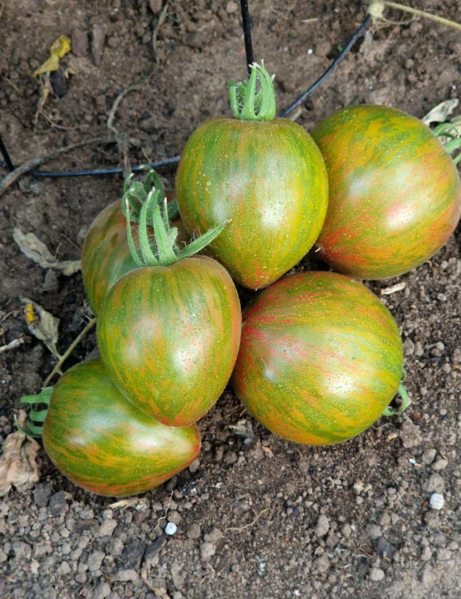 Rebel Starfighter Penny Lane – Dwarf