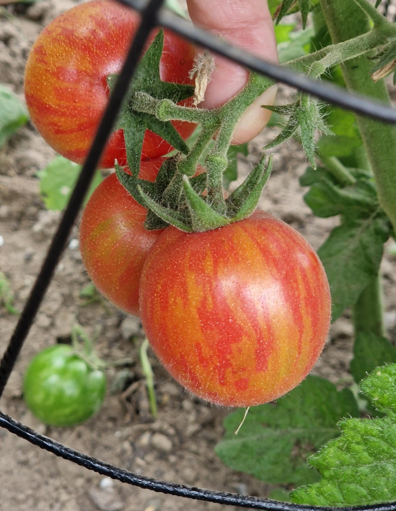 Dwarf Raspberry Baret