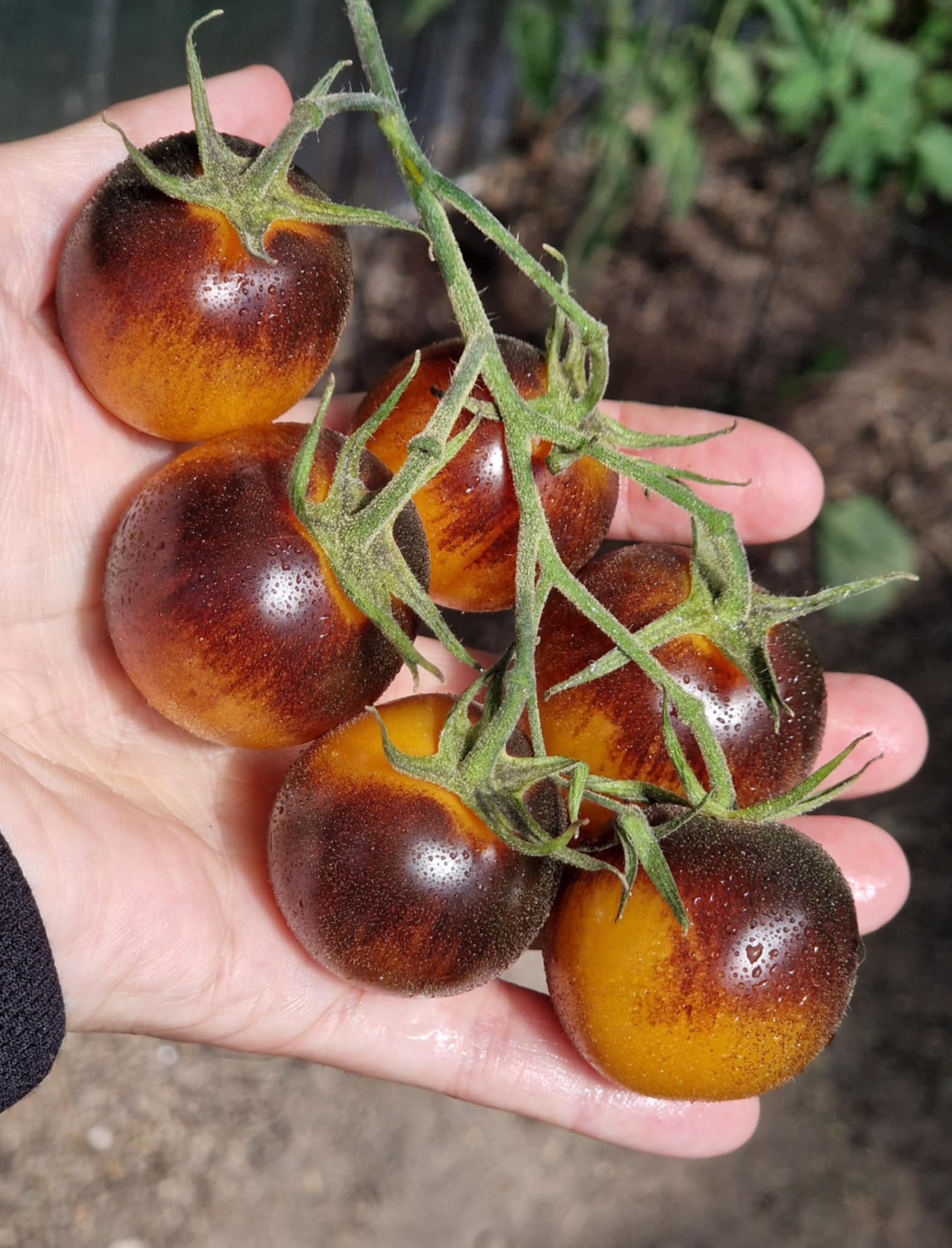 Supertress Indigo Orange